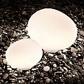Poly Gregg Large Table Lamp