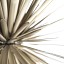 Sun - Light Of Love Suspension Lamp