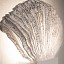 Venus Wall Lamp