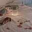 Last Order Fluted Table Lamp