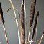 Typha Floor Lamp