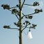 Mayday Outdoor Table Lamp